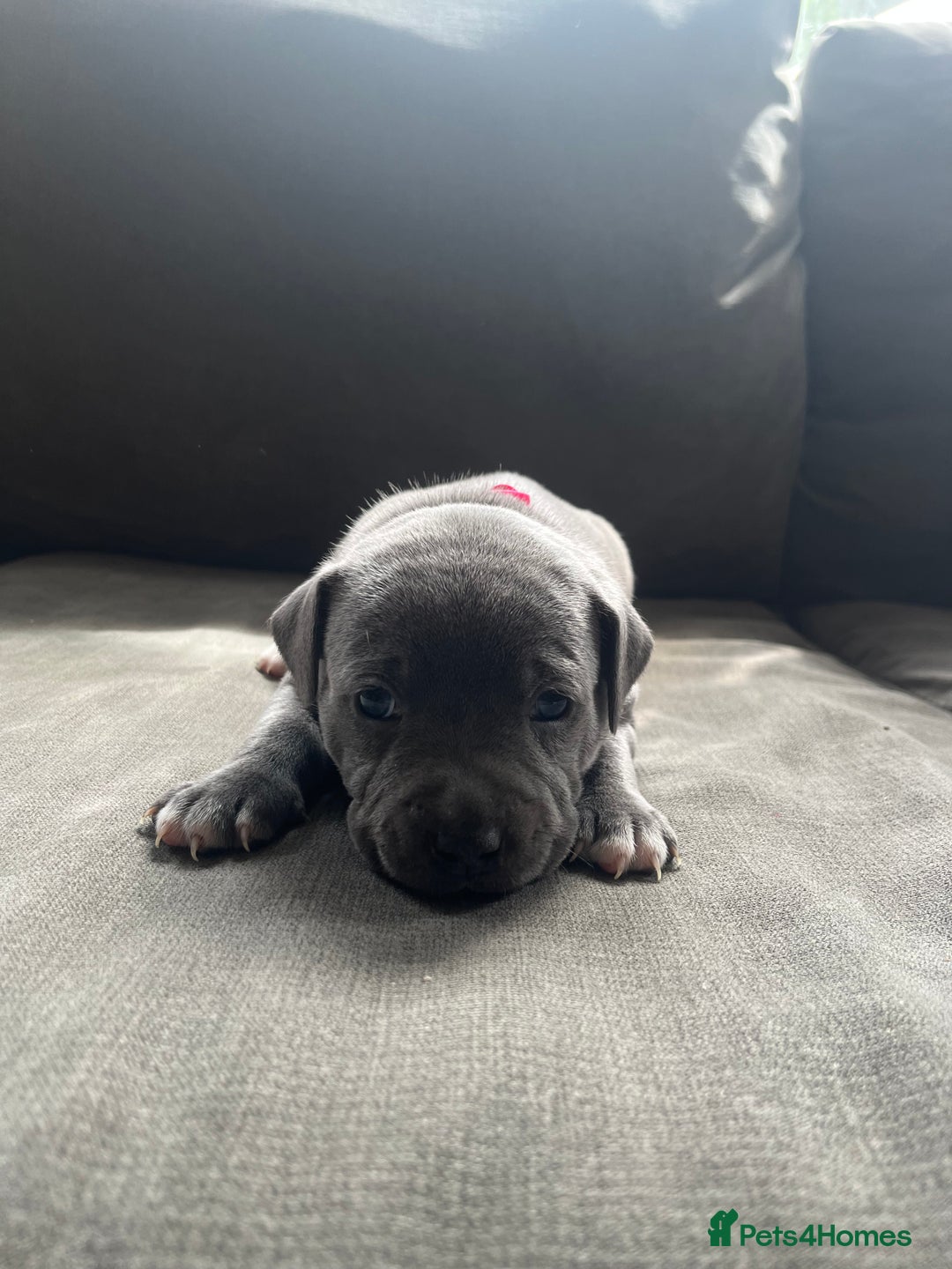 Staffordshire Bull Terrier dogs for sale: Full pedigree blue Staffordshire bull terriers - Image 7