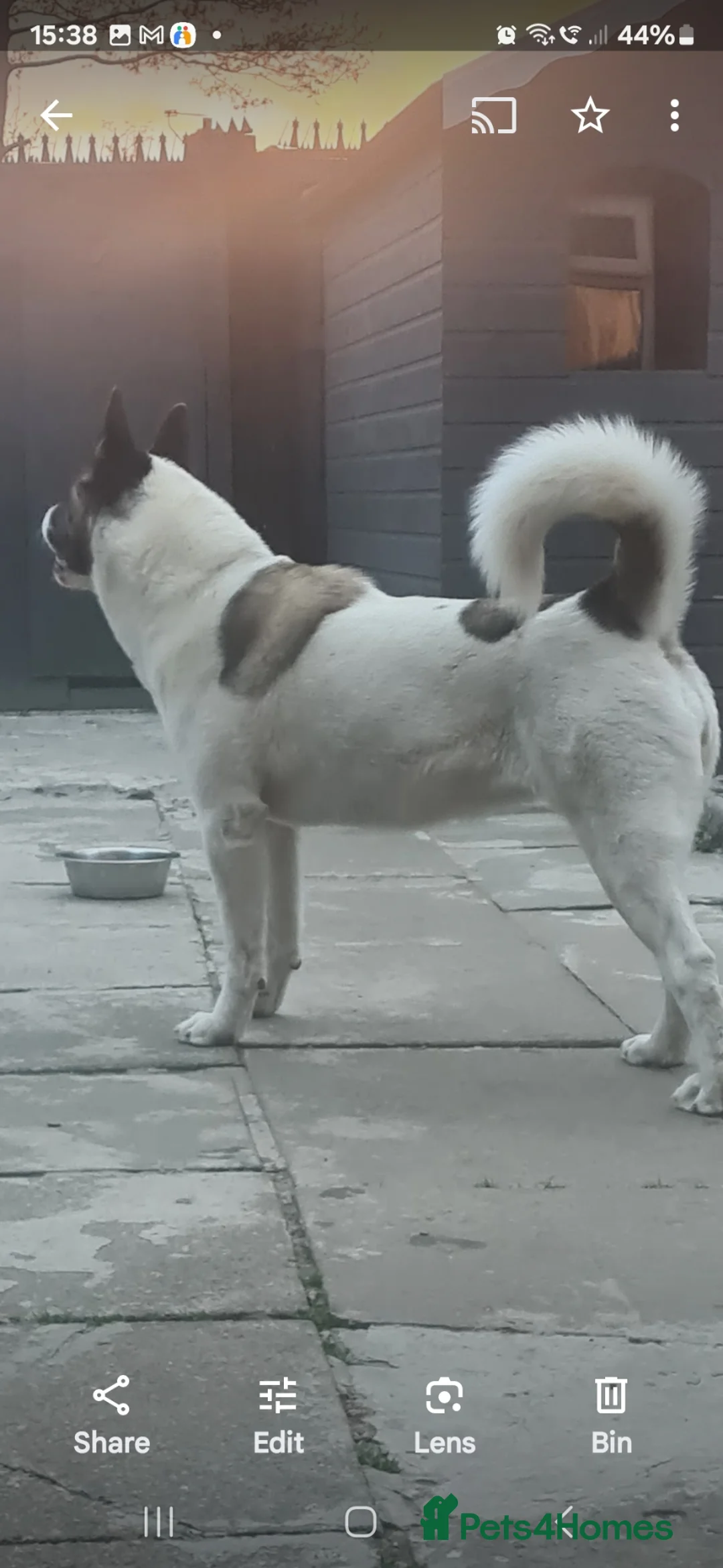 Akita dogs for sale: Akita for sale - Advert 1