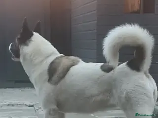 Akita dogs Akita for sale - Advert 1