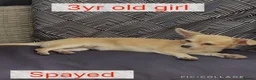 Chihuahua dogs for sale: 2 Chihuahuas male 15mths  Female 3 yrs sad sale - Advert 5