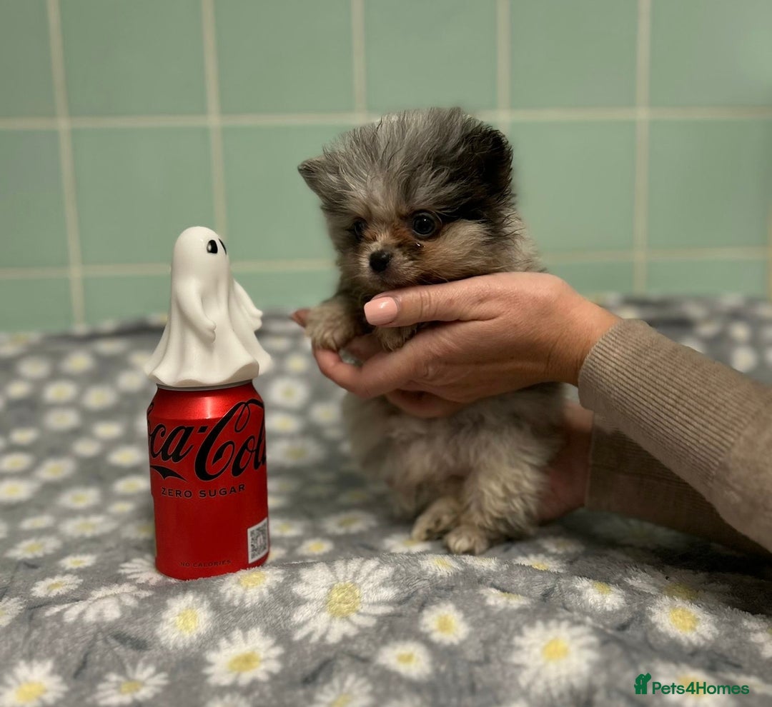 Pomeranian dogs for sale: Beautiful Pomeranian puppies  - Image 18