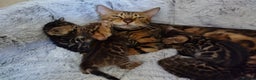 Bengal cats for sale: Kittens Bengal Pedigree tree blood line - Advert 8