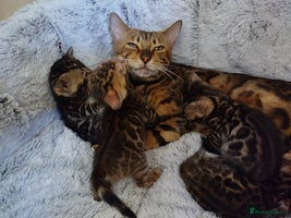 Bengal cats - Advert 9