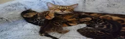 Bengal cats for sale: Kittens Bengal Pedigree tree blood line - Advert 8