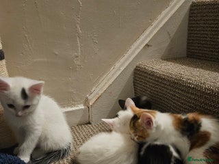 Abyssinian cats - Advert 1