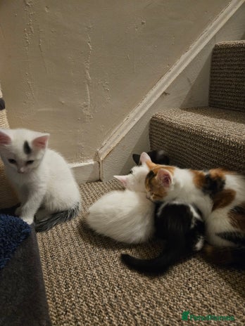 Abyssinian cats - Advert 1