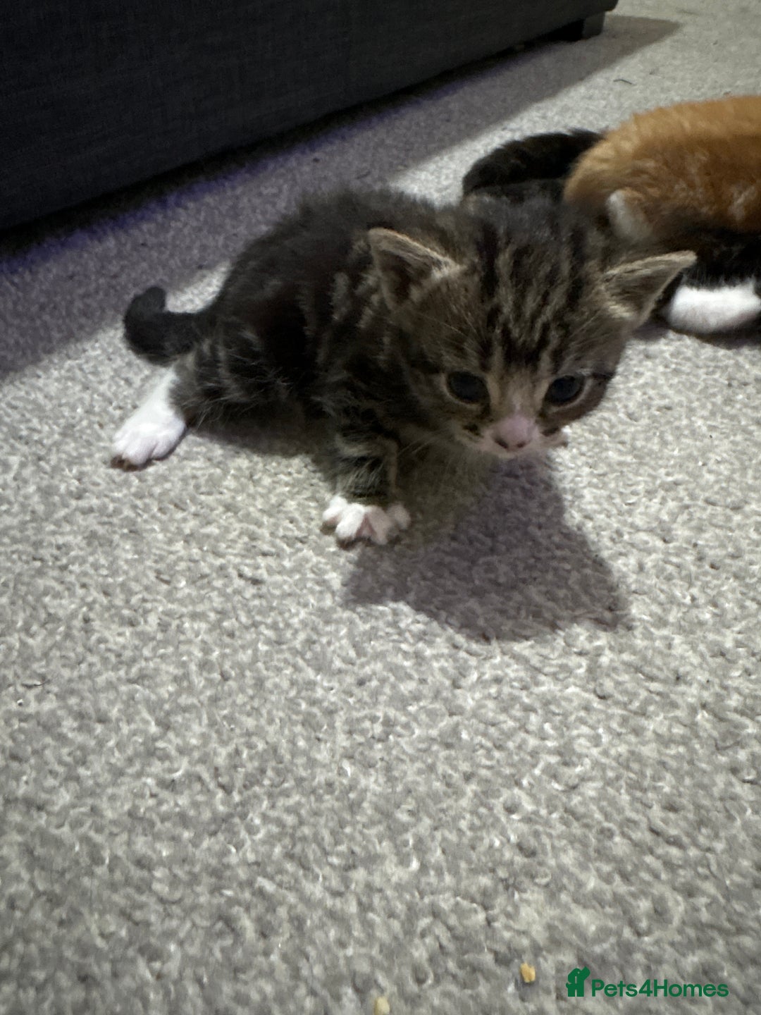 Mixed Breed cats for sale: 3 beautiful kittens looking for a forever home - Advert 9