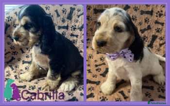 Cocker Spaniel dogs Champion Bloodlines KC Reg Show Cocker Spaniels - Advert 6