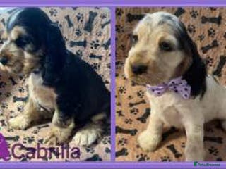 Cocker Spaniel dogs Champion Bloodlines KC Reg Show Cocker Spaniels - Advert 2