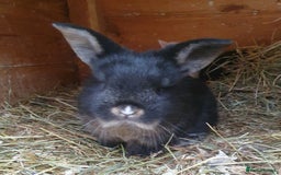 Mini Lop rabbits for sale: Spayed/neutered rabbits for adoption - Image 19