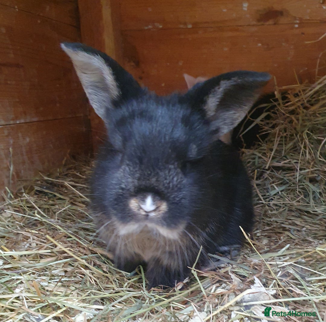 Mini Lop rabbits for sale: Spayed/neutered rabbits for adoption - Image 19