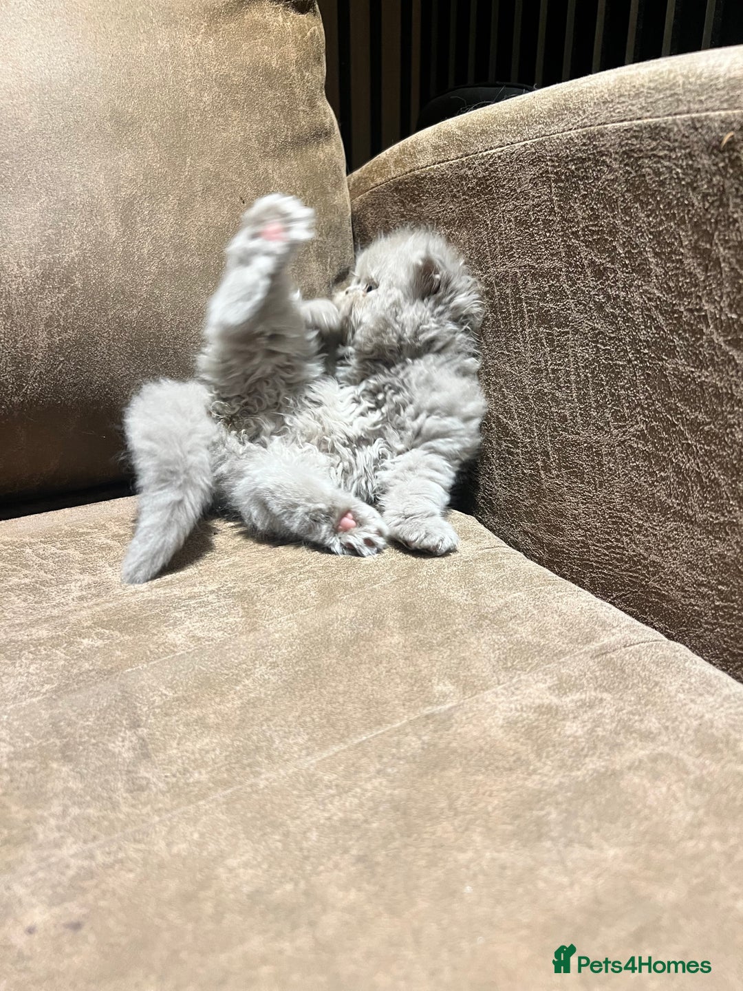 Persian cats for sale: Stunning blue and rare lilac Persian kittens  - Advert 17