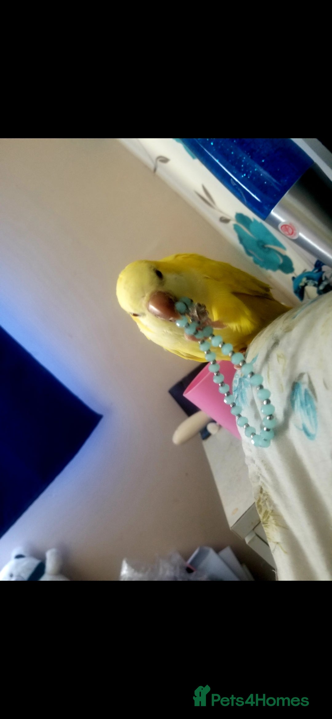 Parrots birds Male Quaver Parrot - Advert 2