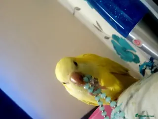 Parrots birds Male Quaver Parrot - Advert 2