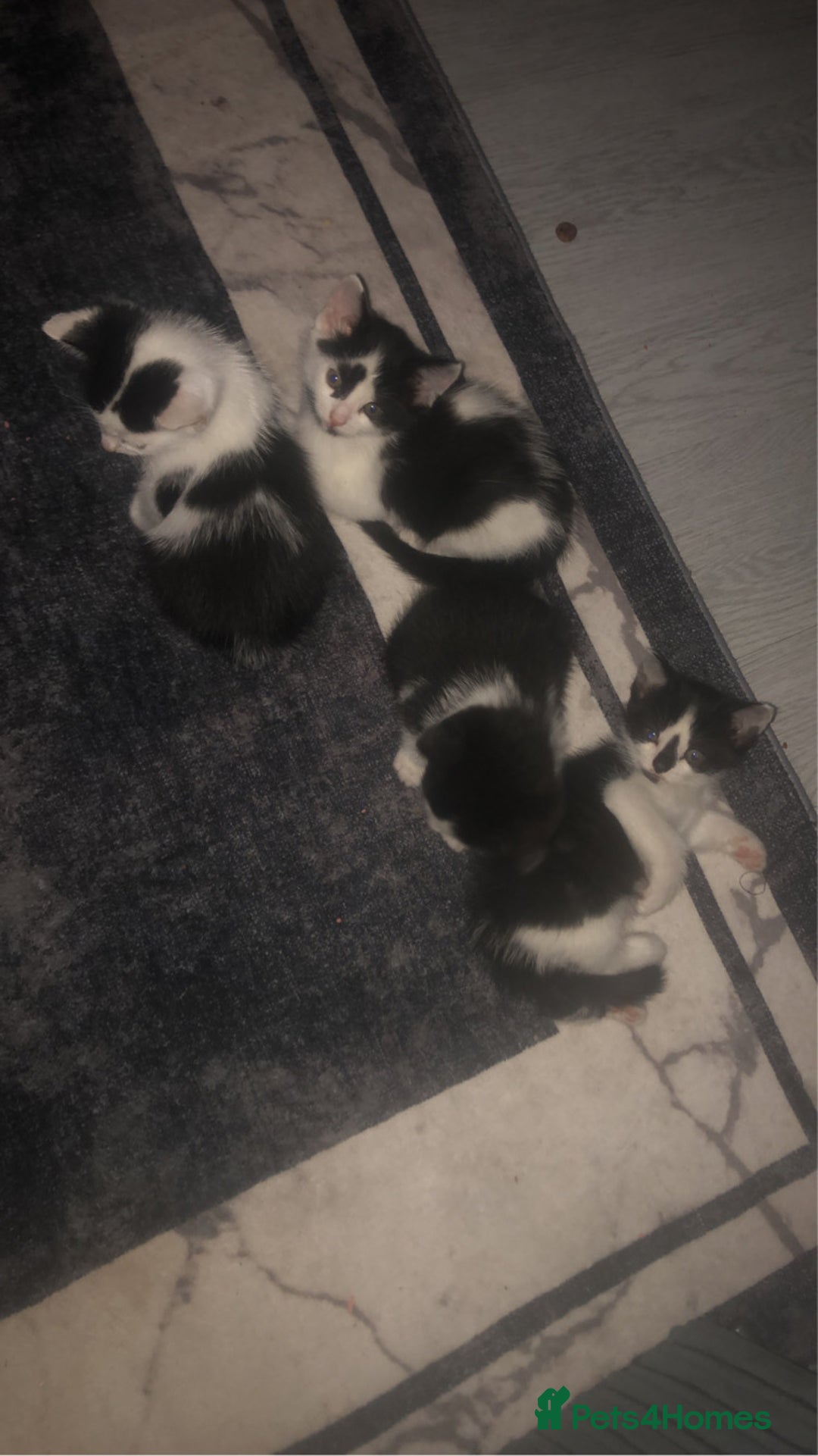 Mixed Breed cats for sale: Kittens available  - Image 4