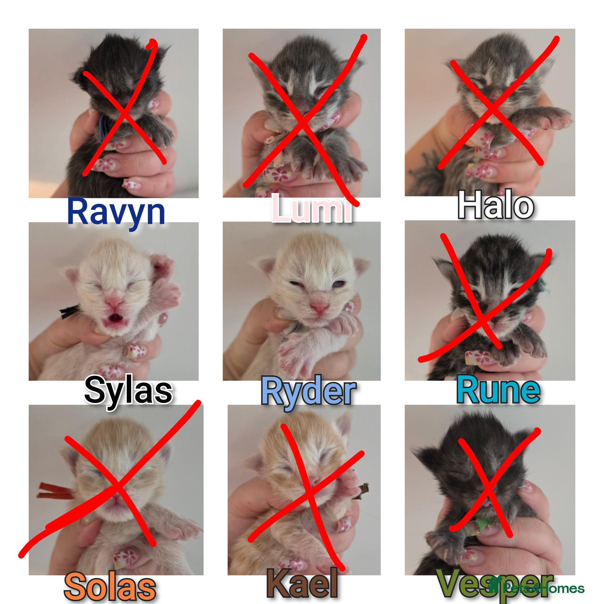Maine Coon cats Beautiful TICA Registered Maine Coon Kittens - Advert 1