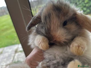 Mini Lop rabbits Well handled baby mini lops tiny treasures - Advert 13