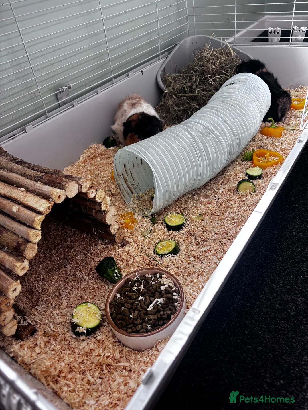 Guinea Pig rodents for sale: Two female Guinea Pigs + indoor set up - Advert 8