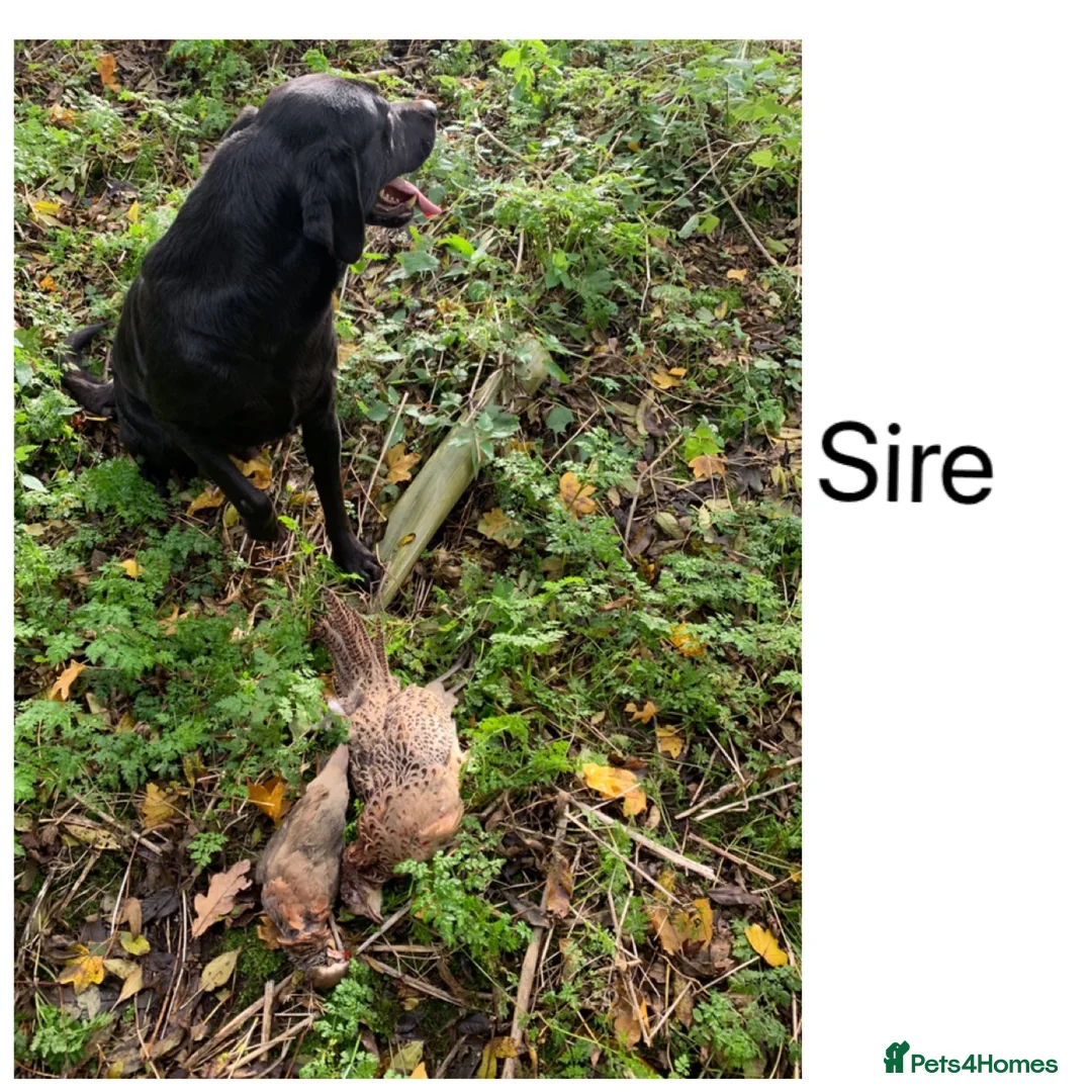 Labrador Retriever dogs for sale: Stunning KC pups, health tested&excellent lineage - Advert 13