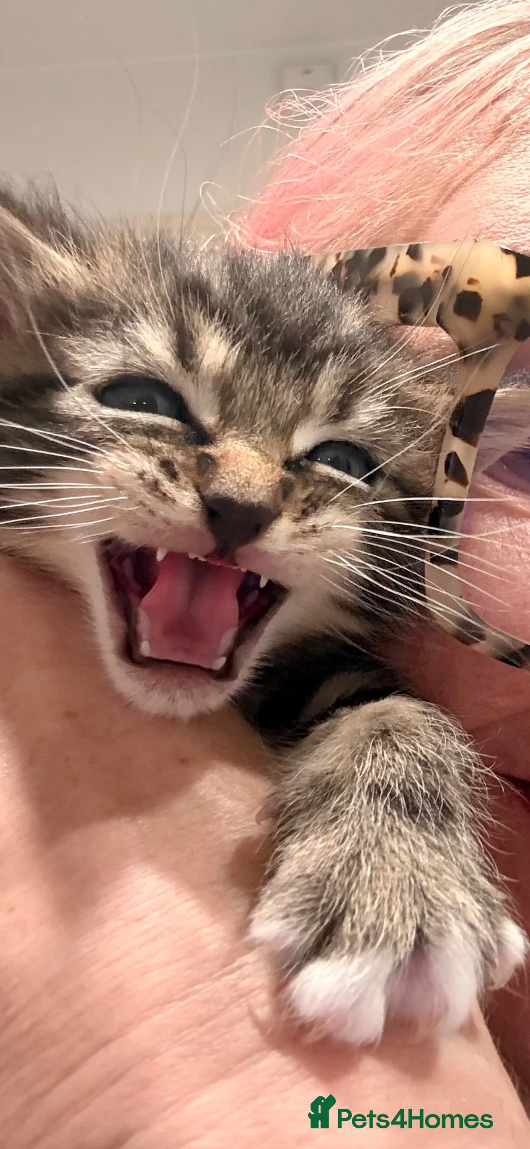 Ragdoll cats for sale: Gorgeous Ragdoll Cross Boys  - Advert 2