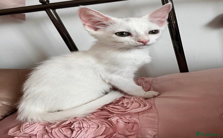 Turkish Van cats - Advert 3
