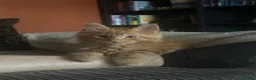 Maine Coon cats for sale: 🧡 Two Male Maine Coon Babies🧡 - Advert 6