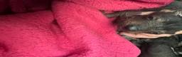 Dachshund dogs for sale: Dachshund cross Chinese crested  - Advert 14