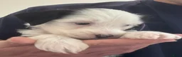 Tibetan Terrier dogs for sale: KC reg Tibetan terrier puppies  - Advert 11