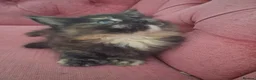 Maine Coon cats for sale: Black smoked PANTHERS!! 😍 - Advert 8