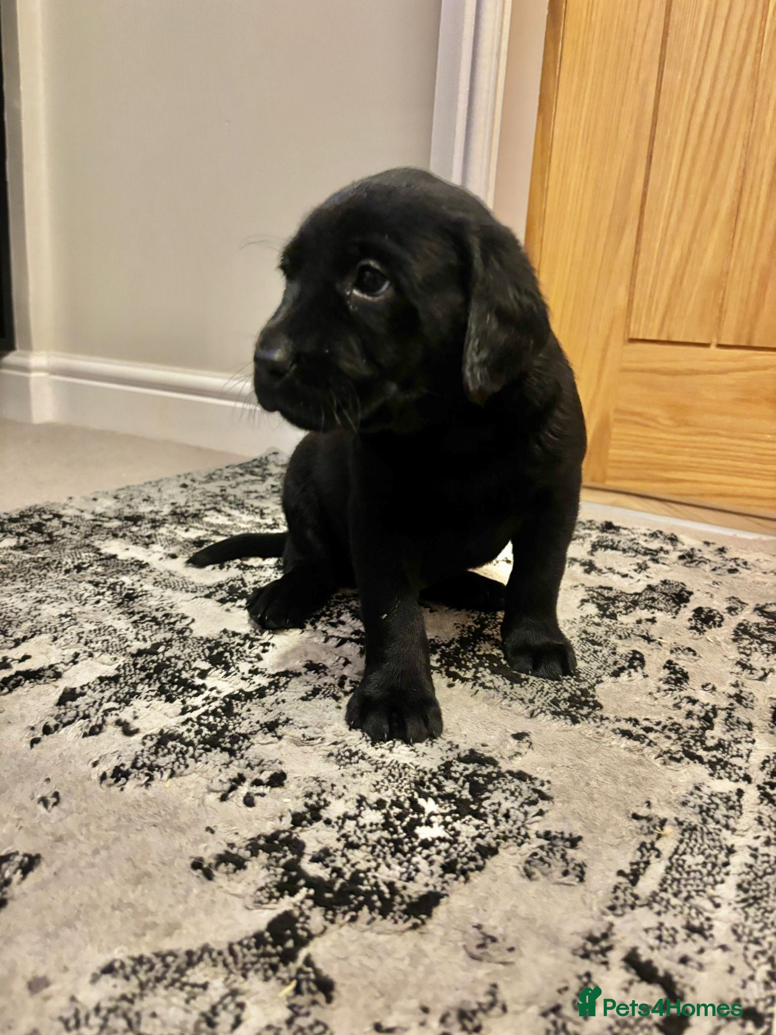 Labrador Retriever dogs Beautiful KC registered Labrador puppies - Advert 2