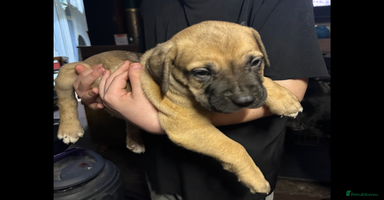 Cane Corso dogs - Advert 4