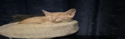 British Shorthair cats for sale: British Short Hair X Siamese  - Advert 5