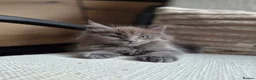 Maine Coon cats for sale: MAINE COON BOY LAST ONE  - Advert 2