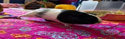 Guinea Pig rodents for sale: Pair of bonded female guinea pigs  in Plymouth - Advert 10
