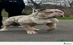 Olde English Bulldogge dogs for sale: Olde English bulldoge pups  - Image 9