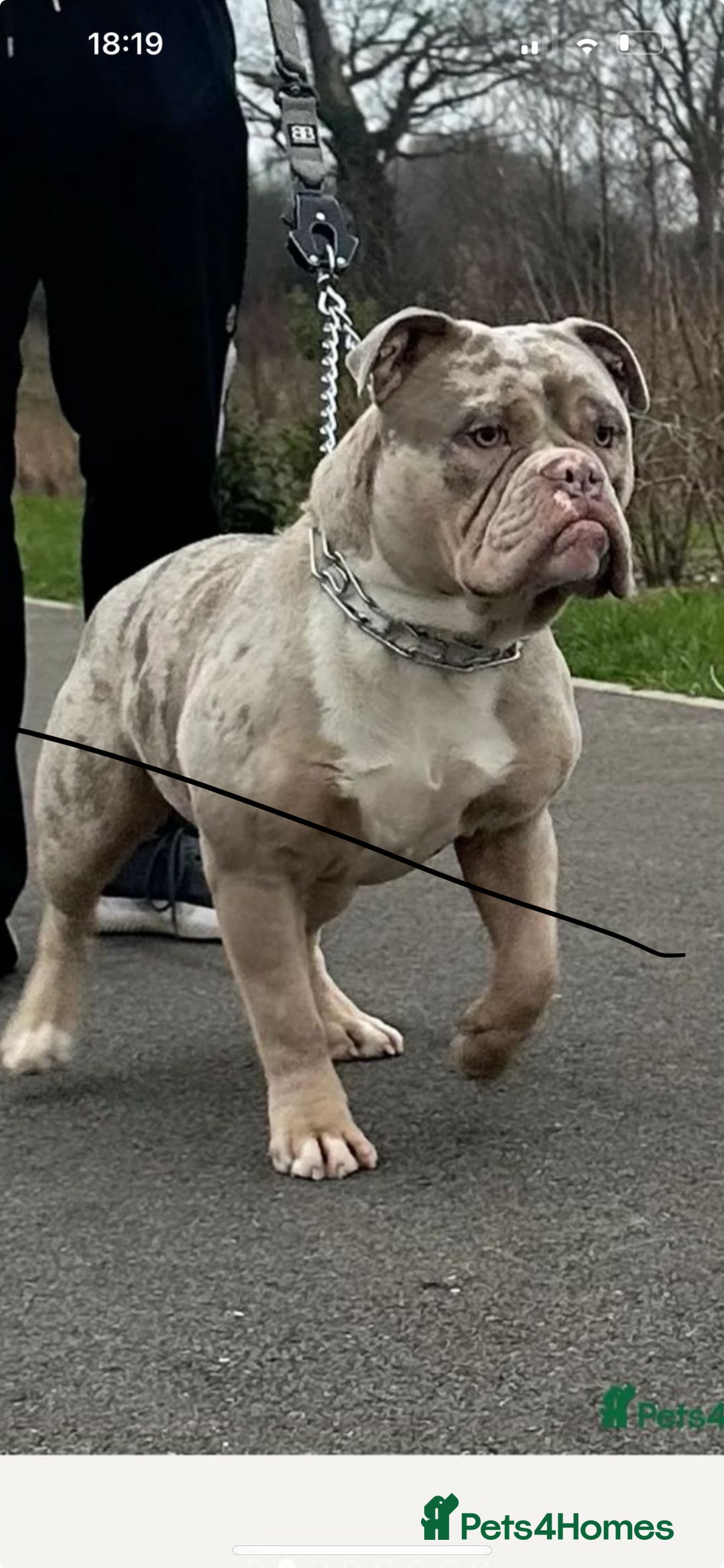 Olde English Bulldogge dogs for sale: Olde English bulldoge pups  - Image 9