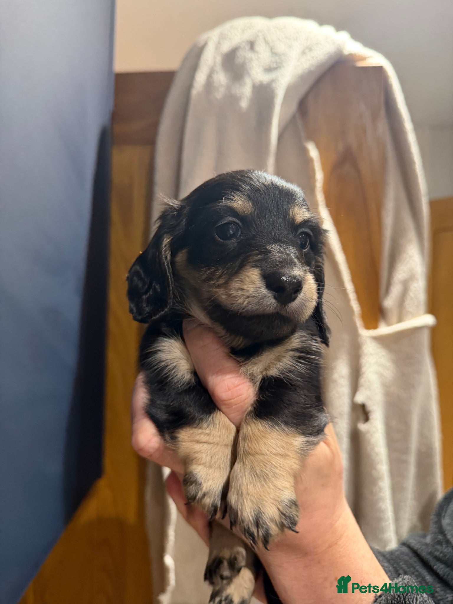 Miniature Dachshund dogs KC registered Miniature Dachshund Long & smooth  - Advert 2