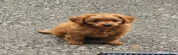 Cavapoo dogs for sale: 3 F1B Cavapoo Puppies Looking for Loving Homes - Advert 14