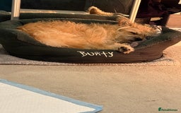 Mixed Breed dogs for sale: Milo is a rescue  - Advert 3