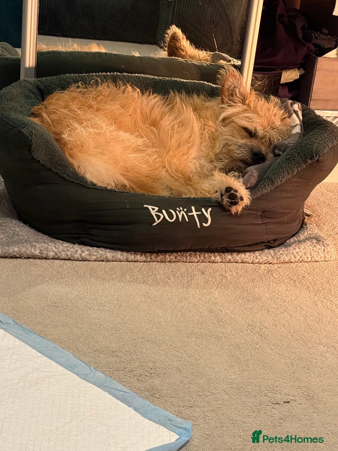 Mixed Breed dogs for sale: Milo is a rescue  - Advert 3