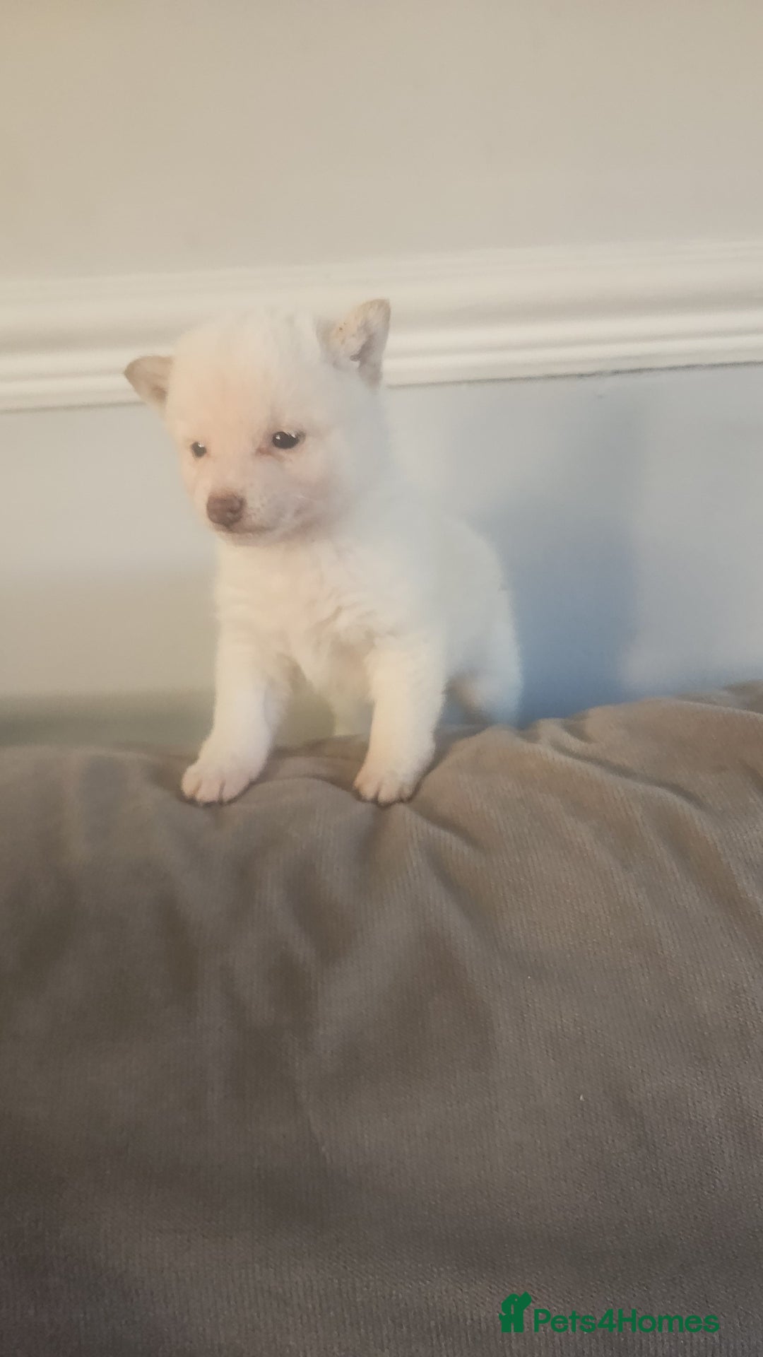 Japanese Shiba Inu dogs for sale: Japanese shiba inu - Advert 5