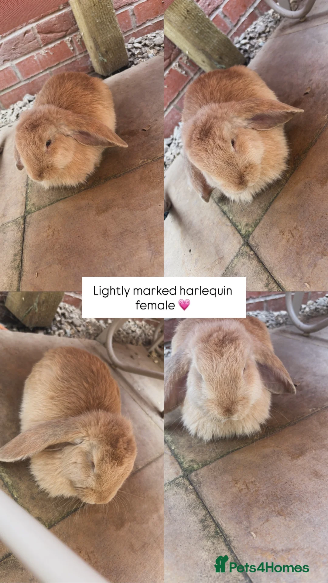 French Lop rabbits for sale: 1 LEFT FEMALES - Beautiful French Lops  - Advert 2