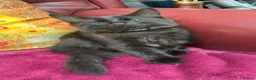 Mixed Breed cats for sale: Stunning kittens 🐈‍⬛  - Advert 7