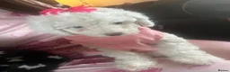 Cockapoo dogs for sale: Stunning cockapoo puppys  - Advert 8