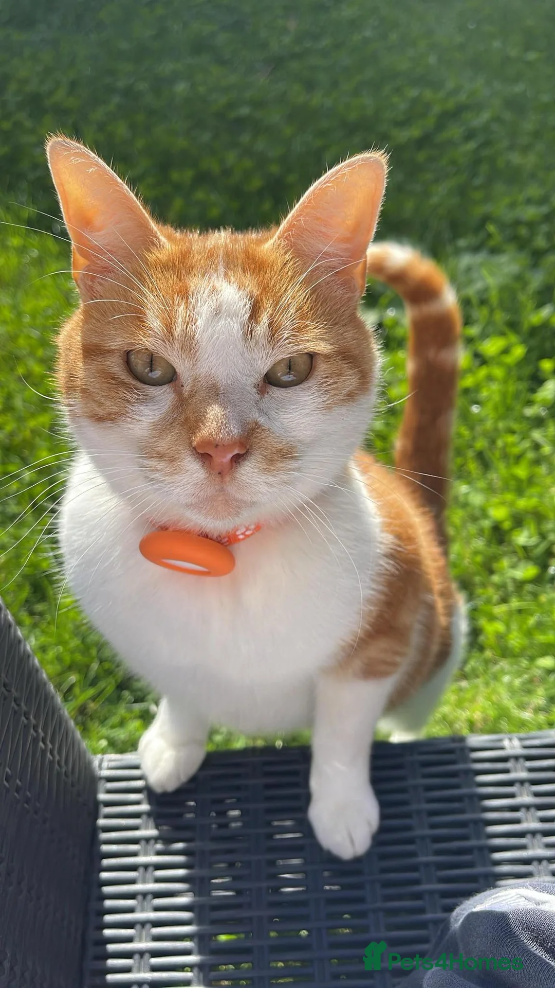 Domestic Shorthair cats for sale: 7 year old boy. - Advert 2