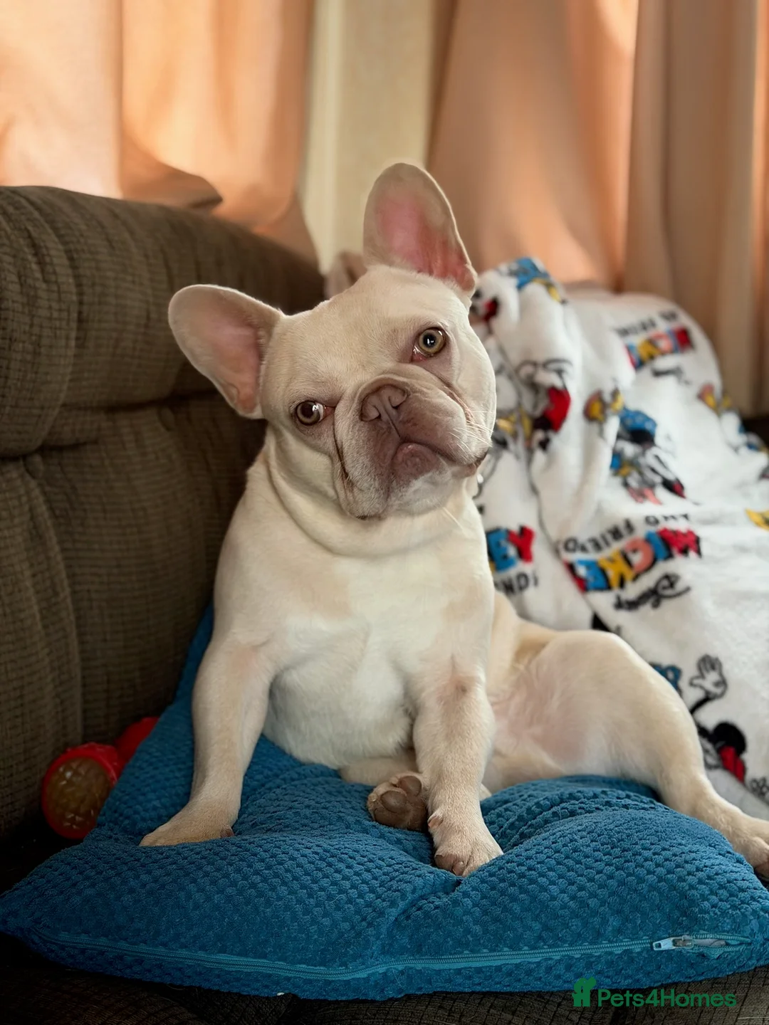 French Bulldog dogs for sale: Platinum French Bulldog - Advert 6