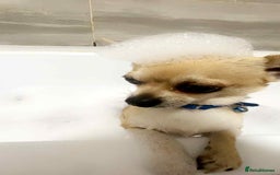 Chihuahua dogs for sale: boy 8 mont - Image 1