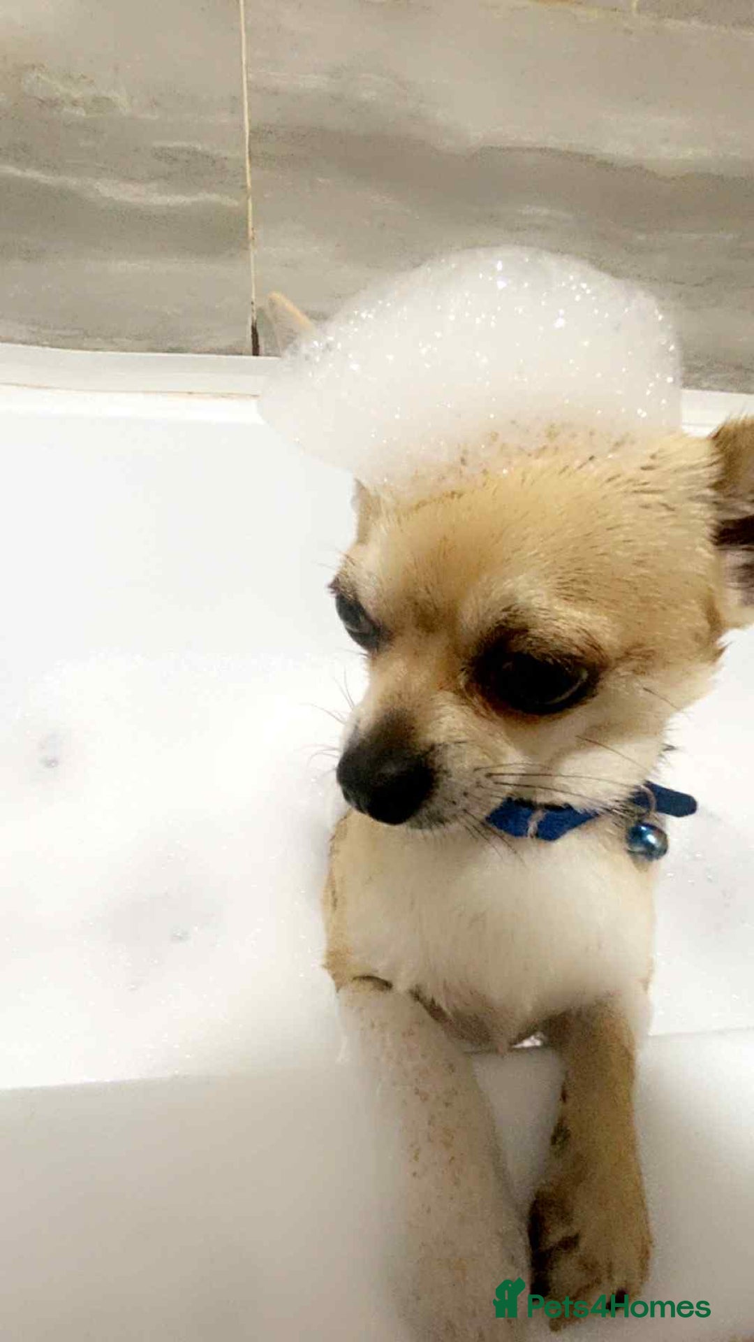 Chihuahua dogs for sale: boy 8 mont - Image 1