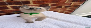 Ragdoll 3