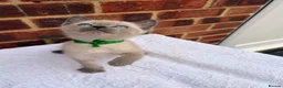 Ragdoll cats for sale: 3 beautiful male kittens in Ipswich - Advert 15
